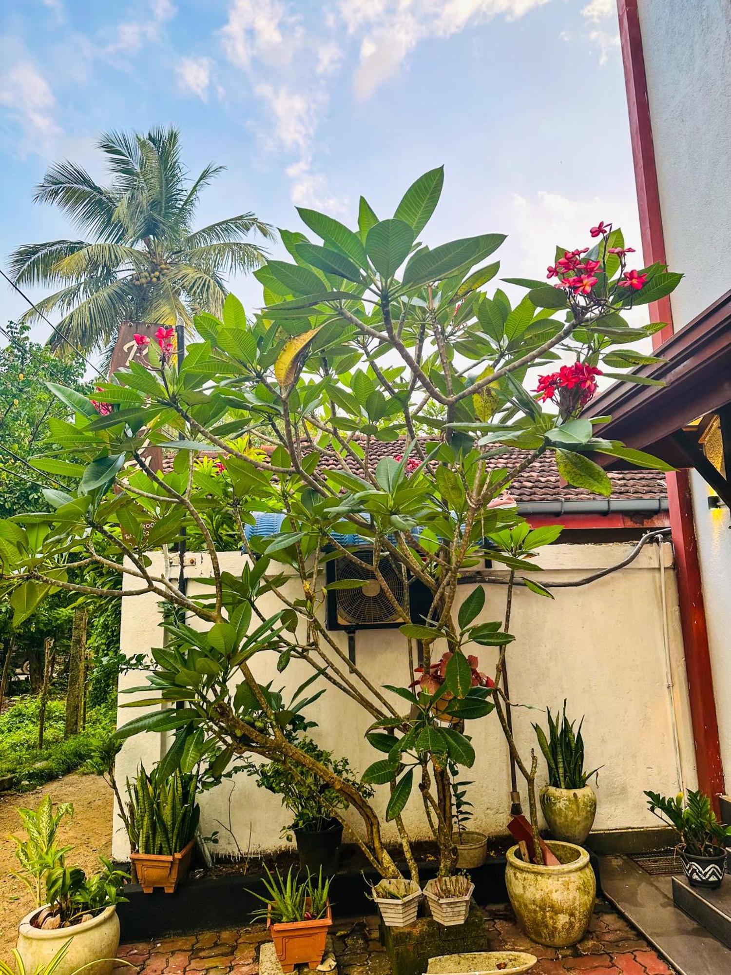 New Panda House Hotell Galle Exteriör bild